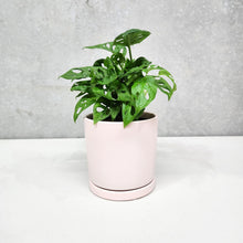 Load image into Gallery viewer, Assorted Indoor Plant in Light Pink Ceramic Pot (15cmDx15cmH) - Sydney Only
