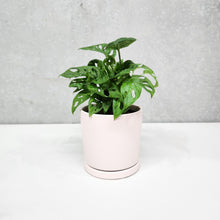 Load image into Gallery viewer, Assorted Indoor Plant in Light Pink Ceramic Pot (15cmDx15cmH) - Sydney Only
