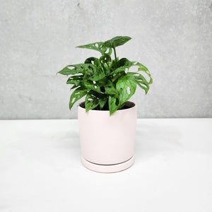 Assorted Indoor Plant in Light Pink Ceramic Pot (15cmDx15cmH) - Sydney Only