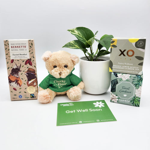 Get Well Soon - Assorted Plant Gift Hamper - Sydney Only