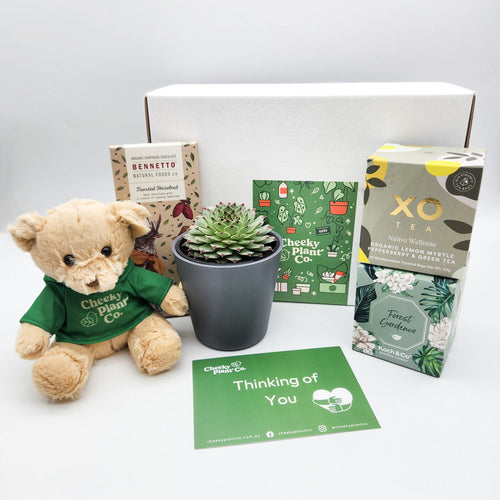Thinking of You - Succulent Hamper / Succulent Gift Box
