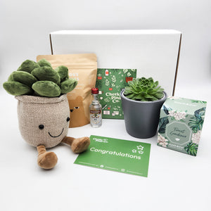 Congratulations - Succulent Hamper / Succulent Gift Box