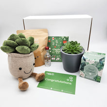 Load image into Gallery viewer, Congratulations - Succulent Hamper / Succulent Gift Box
