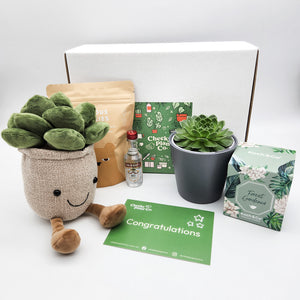 Congratulations - Succulent Hamper / Succulent Gift Box