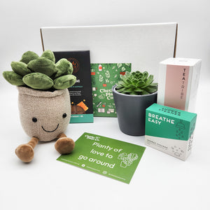 Planty of Love - Succulent Gift Box Hamper