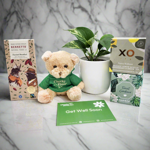 Get Well Soon - Assorted Plant Gift Hamper - Sydney Only