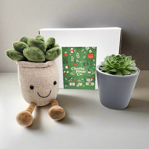 Plant Plushie & Succulent Gift Box