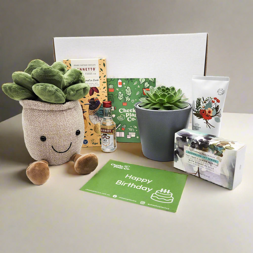 Happy Birthday - Succulent Hamper / Succulent Gift Box