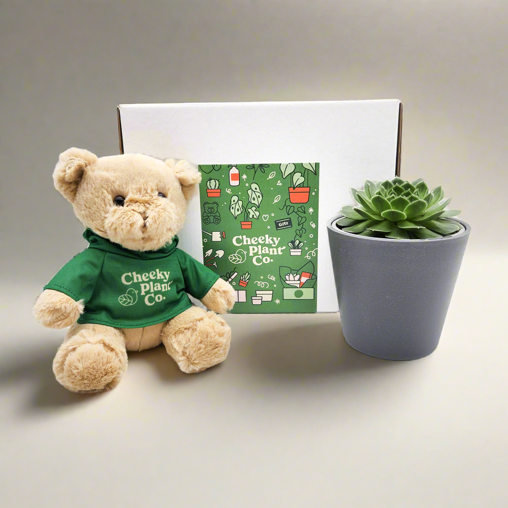 Teddy Bear & Succulent Gift Box