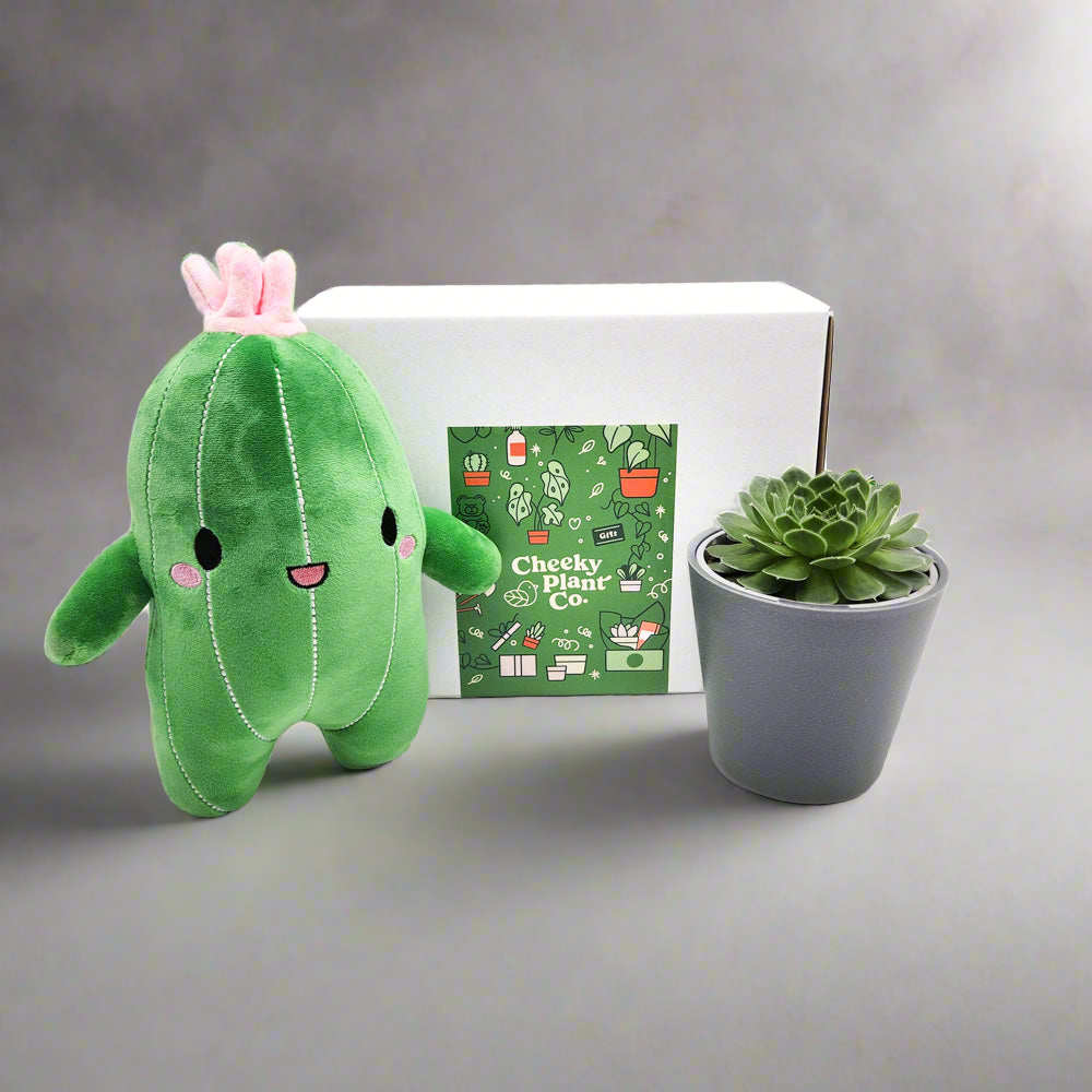 Cactus Plushie Succulent Gift Box Hampers Gifts For All Occasions Cheeky Plant Co