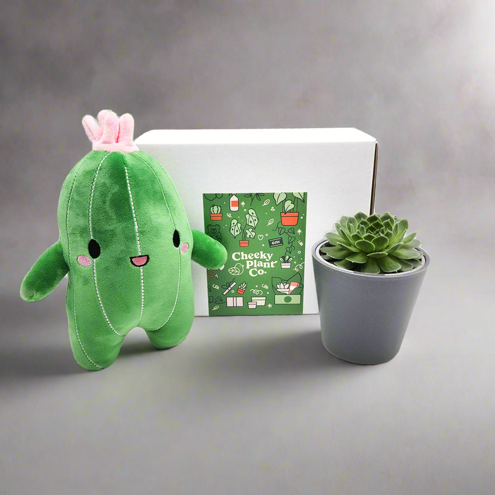 Cactus Plushie & Succulent Gift Box