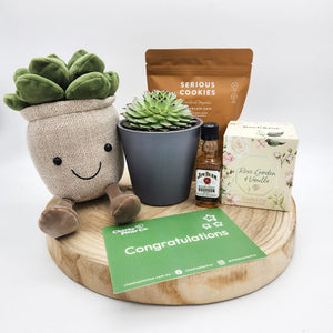 Congratulations - Succulent Hamper / Succulent Gift Box - Sydney Only