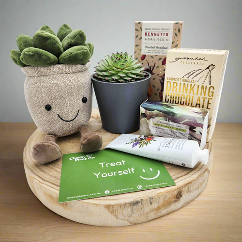 Pamper - Succulent Hamper / Succulent Gift Box - Sydney Only