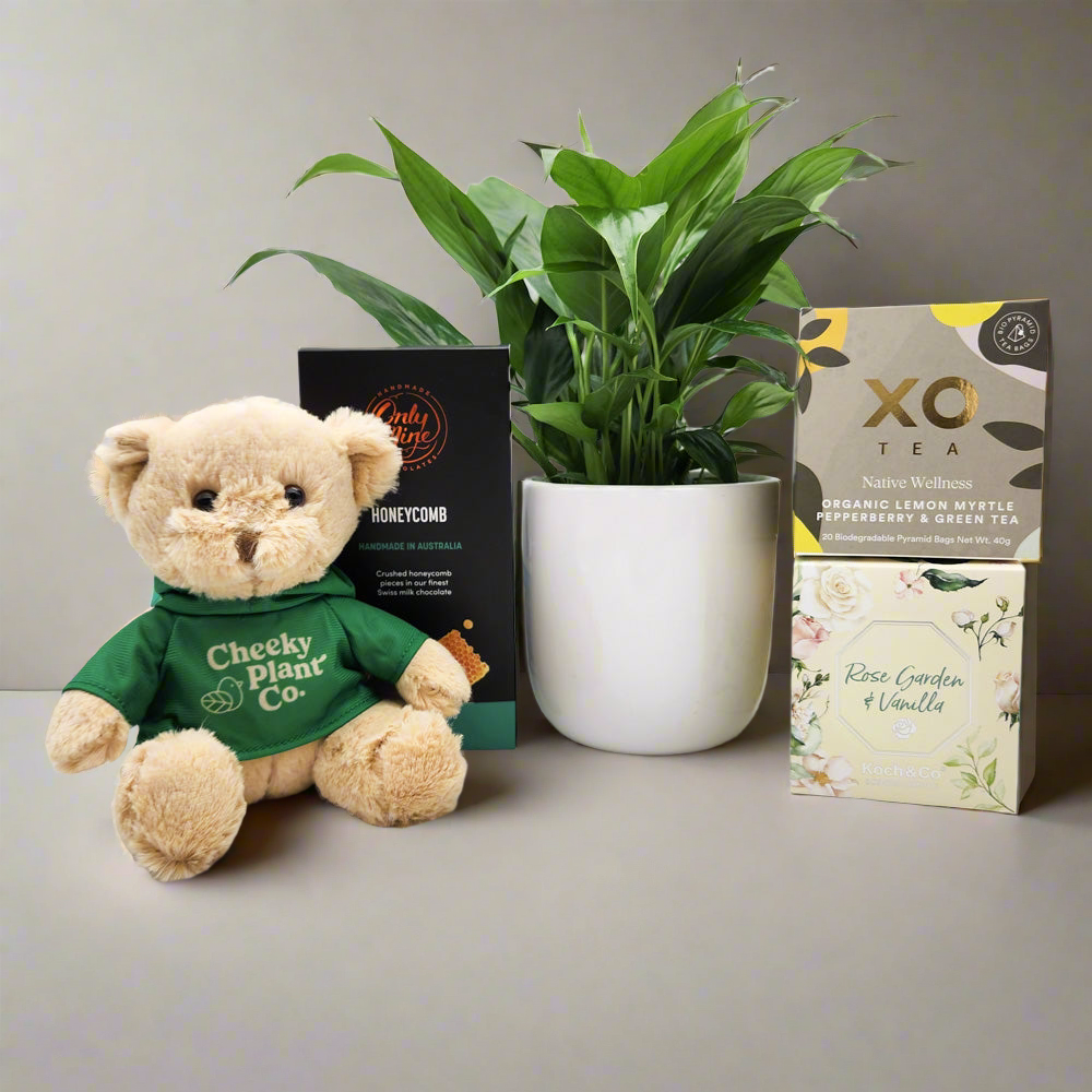 Bereavement/Sympathy/Remembrance - Plant Gift Hamper - Sydney Only