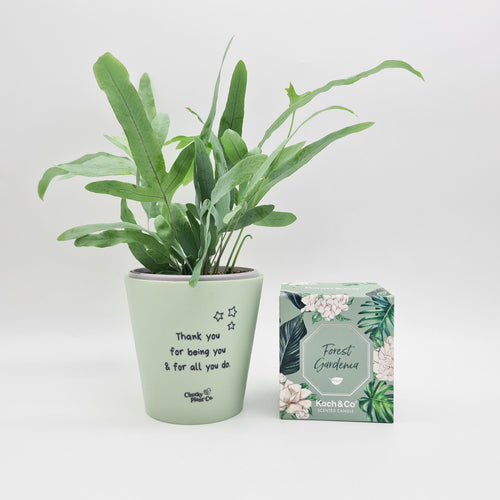 Thank You For All You Do - Plant Gift Hamper - Sydney Only