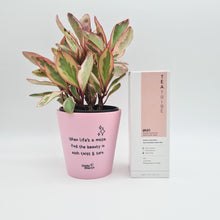 Load image into Gallery viewer, When Life&#39;s A Maze - Plant Gift Hamper - Sydney Only
