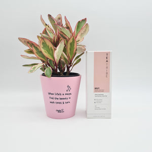 When Life's A Maze - Plant Gift Hamper - Sydney Only