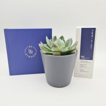 Load image into Gallery viewer, Be Strong - Thinking of You Succulent Gift Box
