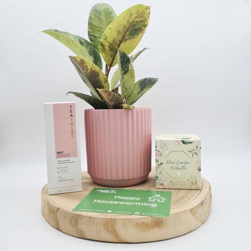 Pink Housewarming Plant Gift Hamper - Sydney Only