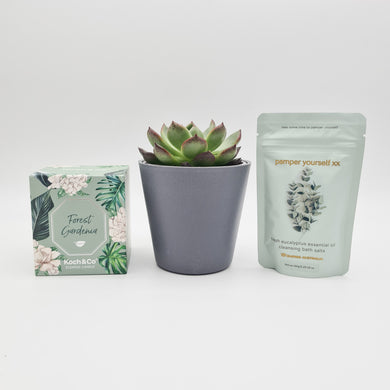 Housewarming - Succulent Gift Box