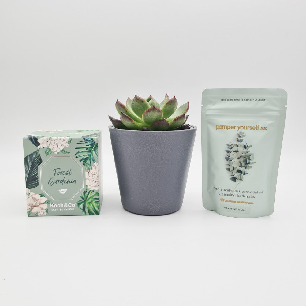 Housewarming - Succulent Gift Box