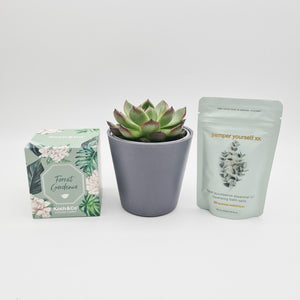 Housewarming - Succulent Gift Box