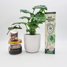 Load image into Gallery viewer, Happy Housewarming Plant Gift Hamper - Sydney Only
