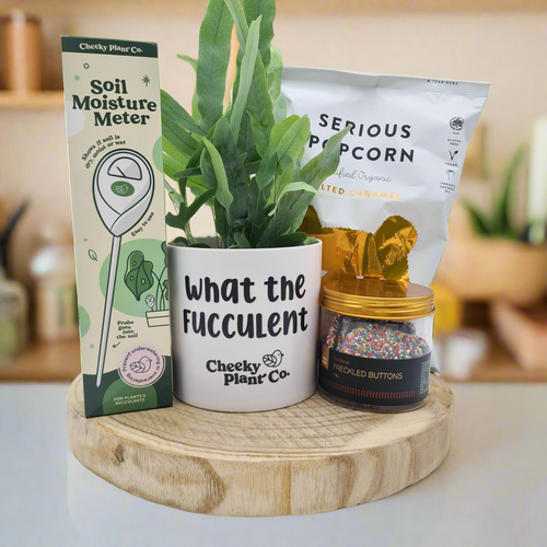 What The Fucculent - Plant Gift Hamper - Sydney Only