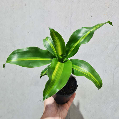 Dracaena massangeana 'Happy Plant' - 100mm