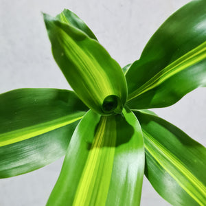 Dracaena massangeana 'Happy Plant' - 100mm
