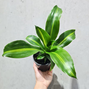 Dracaena massangeana 'Happy Plant' - 100mm