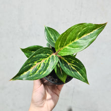 Load image into Gallery viewer, Aglaonema &#39;Ammaj Jareon&#39; - 100mm
