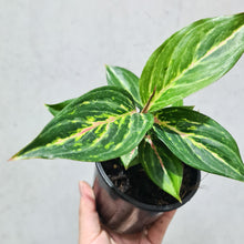 Load image into Gallery viewer, Aglaonema &#39;Ammaj Jareon&#39; - 100mm
