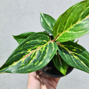 Aglaonema 'Ammaj Jareon' - 100mm