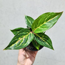 Load image into Gallery viewer, Aglaonema &#39;Ammaj Jareon&#39; - 100mm
