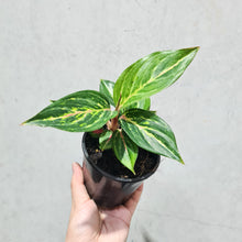 Load image into Gallery viewer, Aglaonema &#39;Ammaj Jareon&#39; - 100mm
