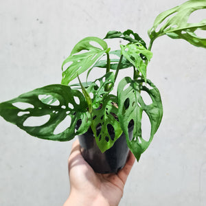 Monstera adansonii 'Esqueleto' - 100mm