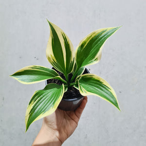 Hosta 'Autumn Frost' - 100mm