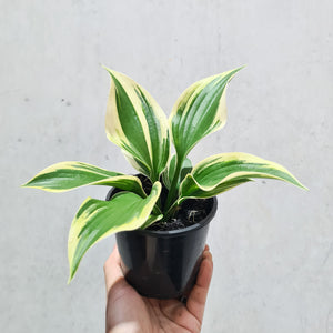 Hosta 'Autumn Frost' - 100mm