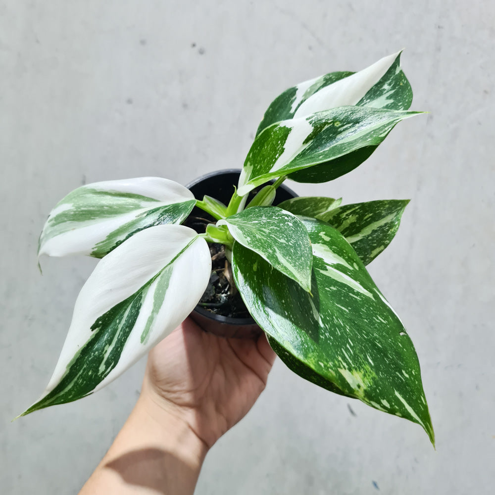 Philodendron punctata - 100mm