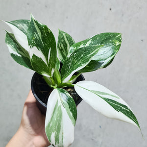 Philodendron punctata - 100mm
