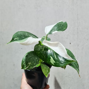 Philodendron punctata - 100mm