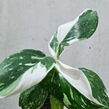Load image into Gallery viewer, Philodendron punctata - 100mm
