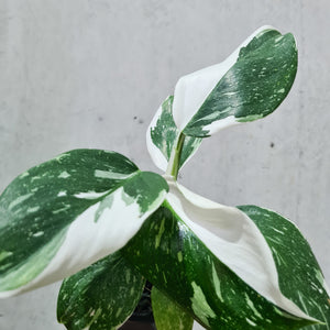 Philodendron punctata - 100mm
