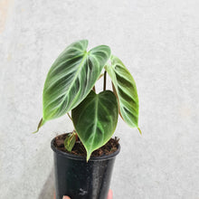 Load image into Gallery viewer, Philodendron rubrijuvenile &#39;El Choco Red&#39; - 100mm
