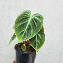 Load image into Gallery viewer, Philodendron rubrijuvenile &#39;El Choco Red&#39; - 100mm
