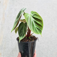 Load image into Gallery viewer, Philodendron rubrijuvenile &#39;El Choco Red&#39; - 100mm
