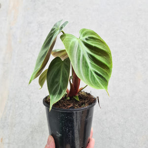 Philodendron rubrijuvenile 'El Choco Red' - 100mm