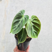 Load image into Gallery viewer, Philodendron rubrijuvenile &#39;El Choco Red&#39; - 100mm
