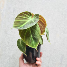 Load image into Gallery viewer, Philodendron rubrijuvenile &#39;El Choco Red&#39; - 100mm
